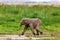 Running Elephant calf