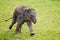 Running elephant calf