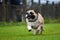 Running English Bulldog