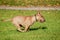 Running english miniature bull terrier