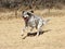 Running English Setter