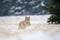 Running eurasian lynx cub on snowy ground in cold winter