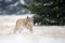 Running eurasian lynx cub on snowy ground in cold winter