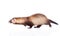 Running ferret. isolated on white background