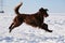 Running flat coated retriever on a winter day