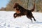 Running flat coated retriever on a winter day