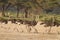 Running flock of ostriches in Africa