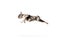 Running, flying. Active dog. Studio image of purebred French bulldog in spotted color over white background. Concept of