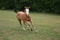 Running Foal