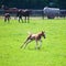 Running foal