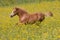 Running foal on meadow