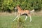 Running foal on pasturage