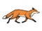 Running fox animal color sketch engraving vector