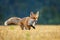 Running fox. Young red fox, Vulpes vulpes, hunts voles on stubble. Fox cub sniffs on field after corn harvest. Beautiful animal