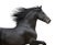 Running gallop Friesian black horse on the white