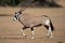 Running gemsbok antelope