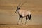 Running gemsbok antelope