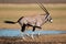 Running gemsbok antelope