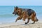 Running german shepherd