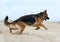 Running german shepherd