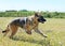 Running german shepherd