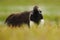 Running Giant Anteater, Myrmecophaga tridactyla, animal with long tail and log nose, in the nature habitat, Pantanal, Brazil