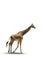 Running Giraffe photo.