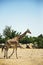 Running Giraffe in the zoo with a zebra.