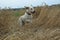 Running golden labrador