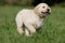 Running golden retriever puppy