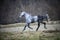 Running gray horse