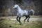 Running gray horse