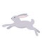 Running gray rabbit