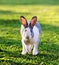 Running gray rabbit