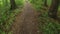 Running through a green, wet forest in summer