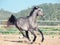 Running grey arabian filly