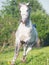 Running grey arabian horse in the meadow