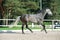 Running grey horse in manage