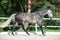 Running grey horse in manage