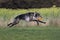 Running Greyhound