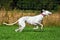 Running Greyhound