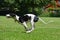 Running Greyhound puppy