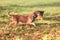 Running griffon breed  dog outdoors at autumn nature