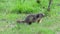 Running groundhog slow motion. Alpine marmot.