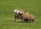 Running Group of Sheep (Ovis aries)
