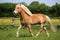 Running Haflinger horse