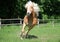 Running Haflinger horse