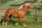 Running haflinger horse