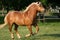 Running haflinger horse