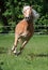 Running haflinger horse on the paddock